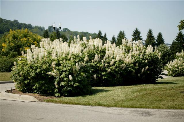 Bottlebrush Buckeye bushes